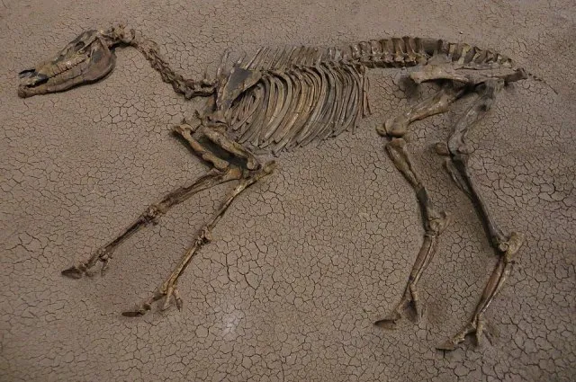 Hipparion portresi