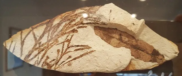 Kızılcahamam fosil florası portresi