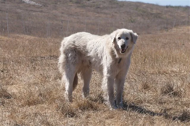 Akbaş (köpek ırkı) portresi