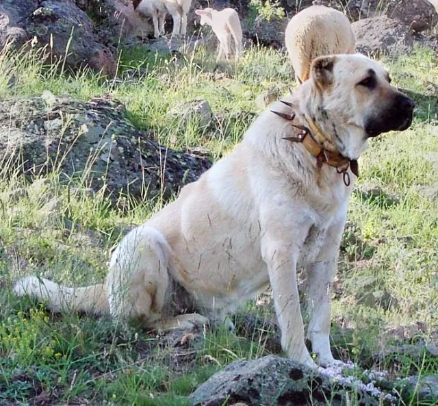 Kangal köpeği portresi