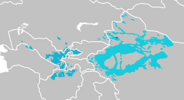 Karluk grubu portresi