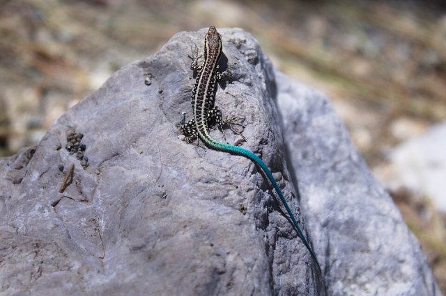 Anatololacerta finikensis portresi