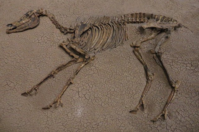 Hipparion portresi