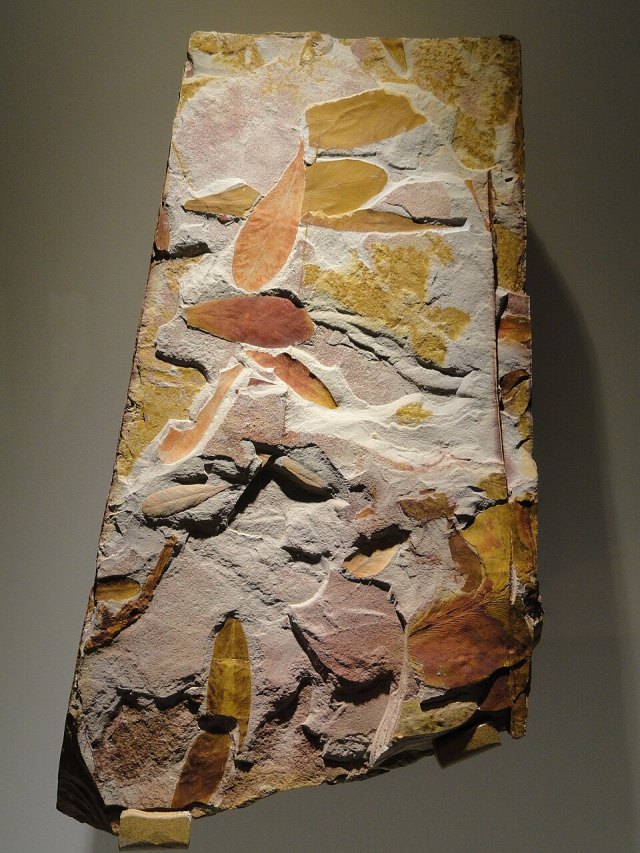 Glossopteris portresi