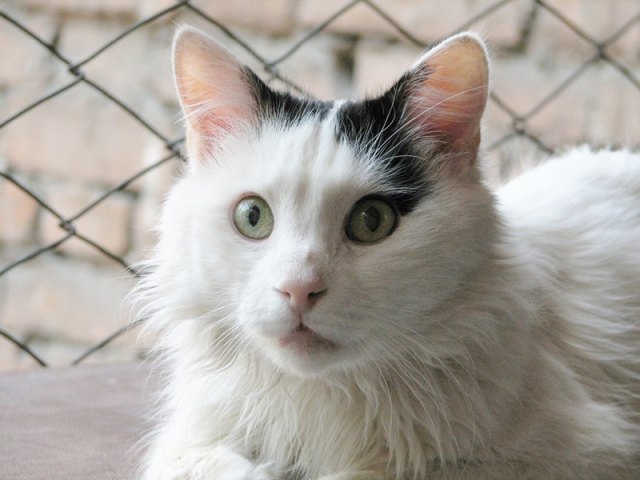 Turkish Van portresi