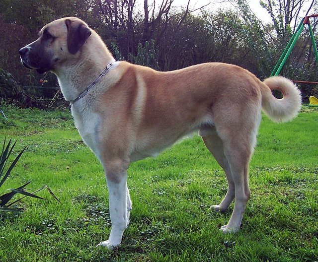 Anadolu çoban köpeği portresi