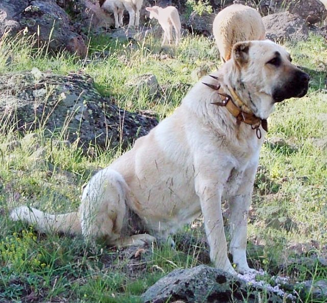 Kangal köpeği portresi