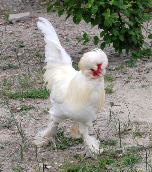Sultan (tavuk) portresi